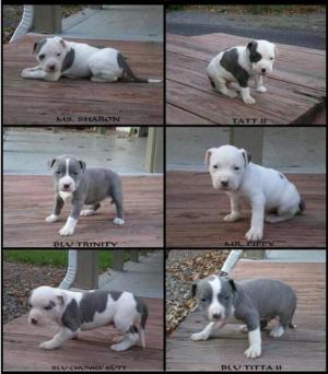 ADBARegAmericanPitBullTerrierPupz--week